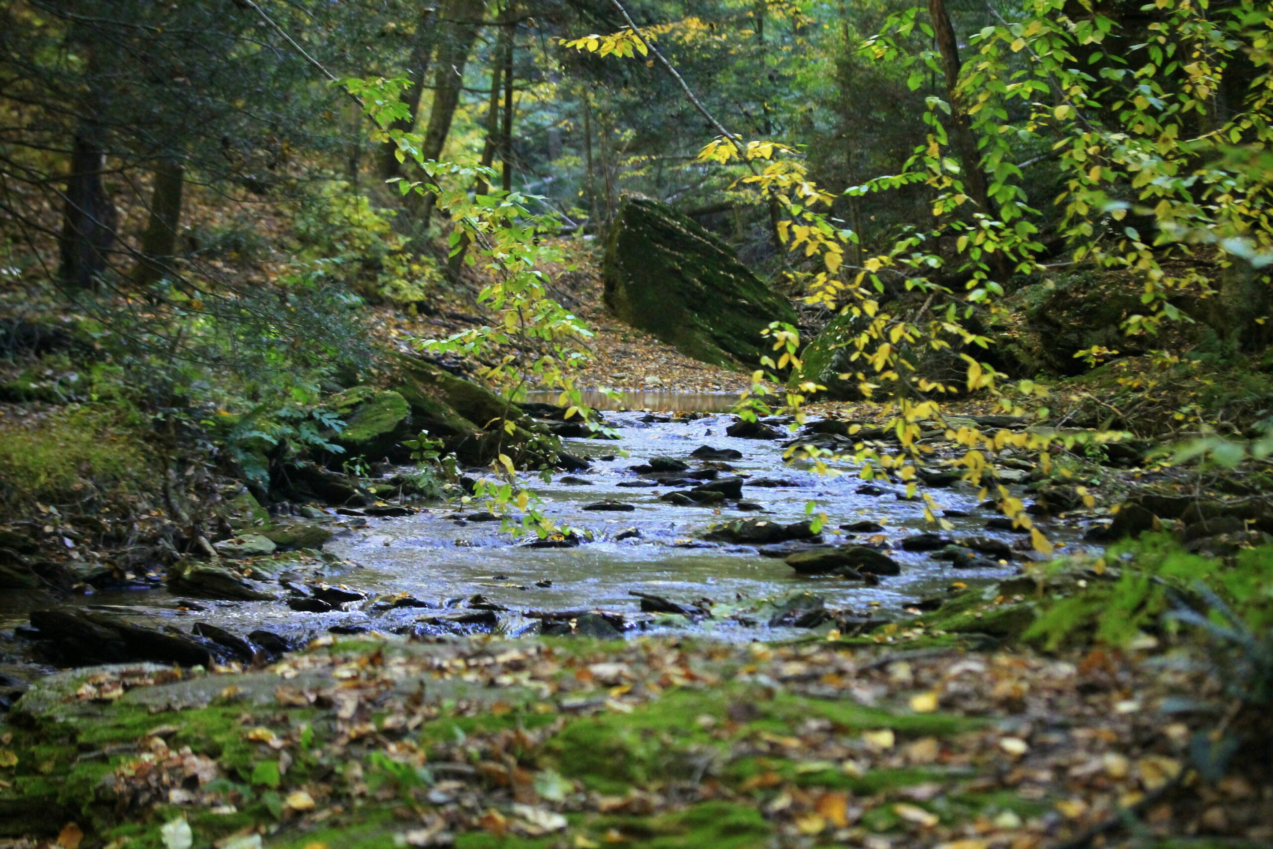 Trout Run Valley at Laura McLendon blog