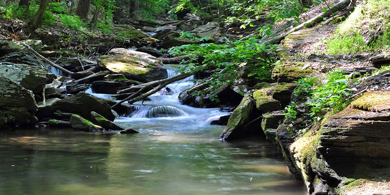 Stream Life at Climbers Run Nature Center - Lancaster Conservancy