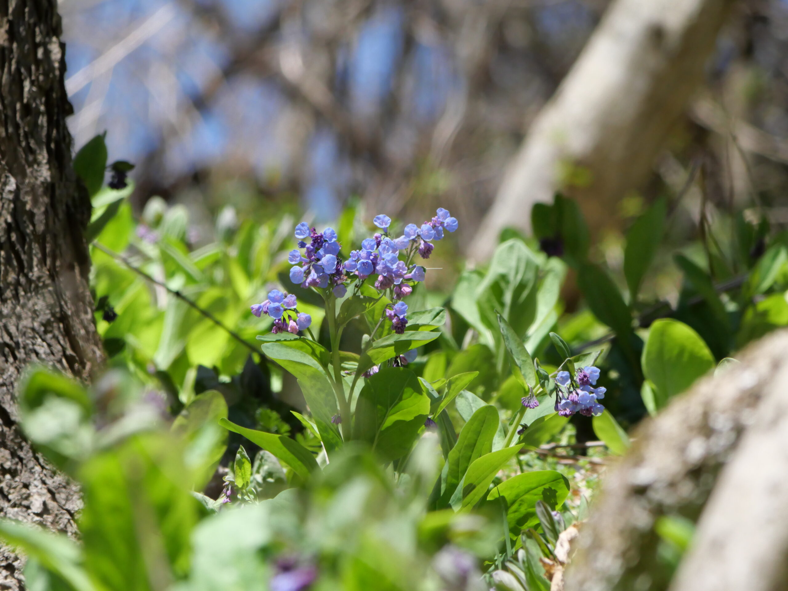 Duck Flower (Seasonal) – The Smooth Generation