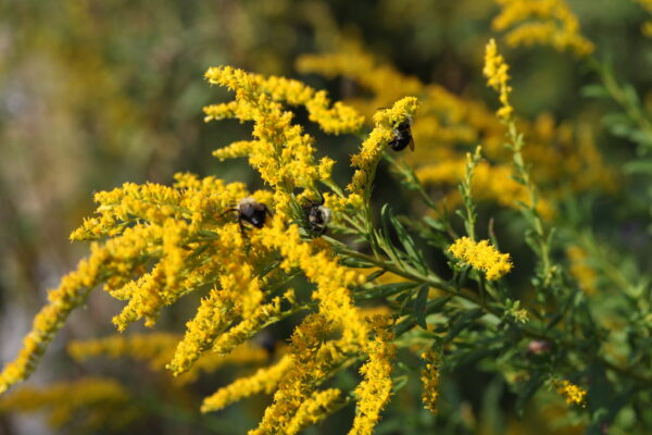 Fall Wildflowers