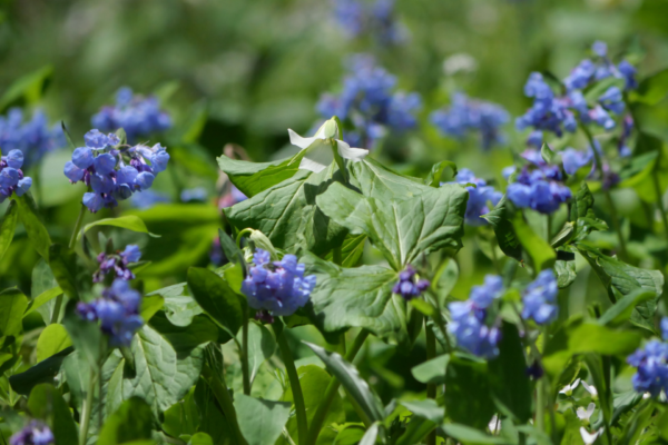 What’s Blooming at Shenks Ferry Wildflower Preserve 2025